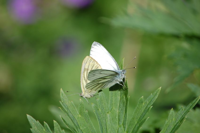 alla ricerca dell''Erebia flavofasciata